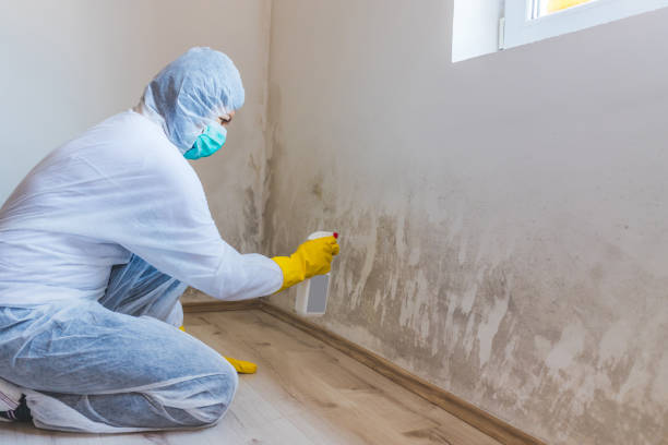 Licensed Mold Removal service in Highlands, TX - WQB Mold Removal