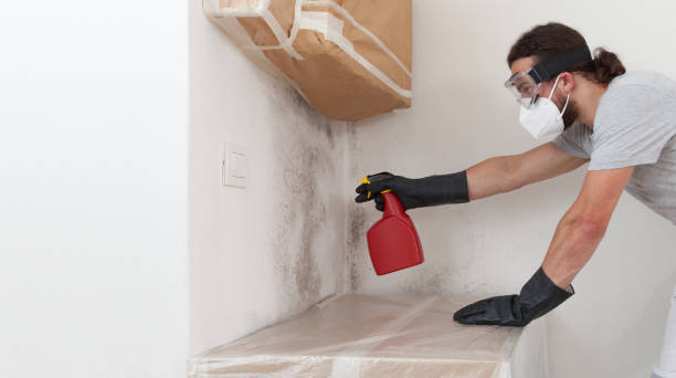 Professional Mold Removal technician working in Highlands, TX